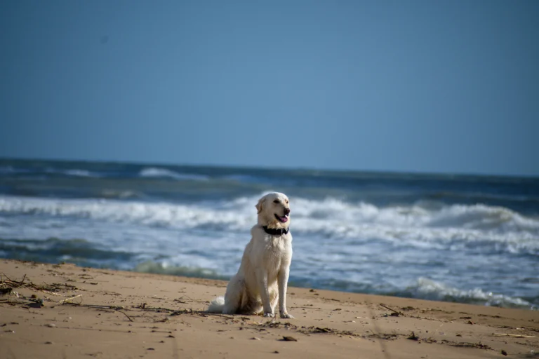 Cane seduto sulla spiaggia al mare