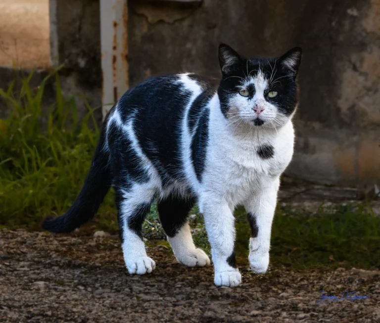 Gatto bianco e nero in cammino