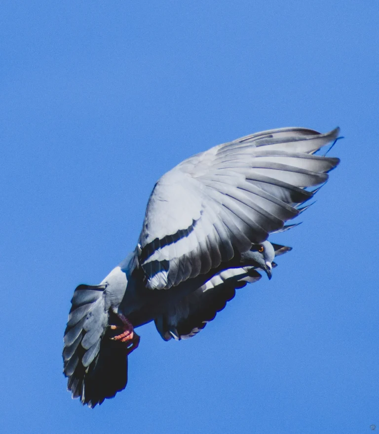 Colombo in Volo sul Cielo Blu