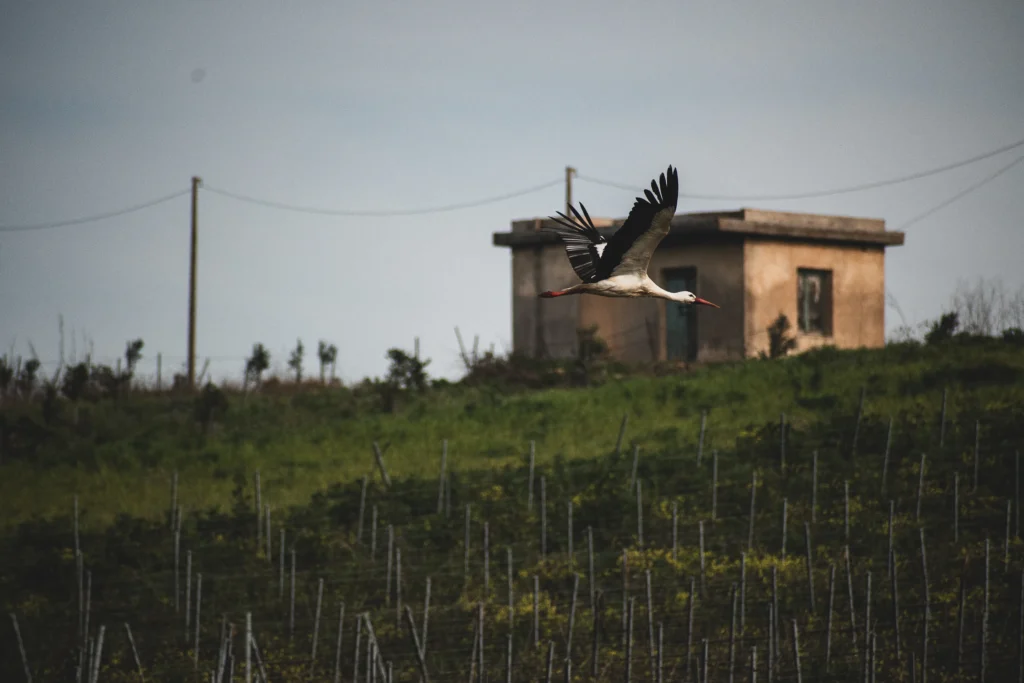 Cicogna in volo sopra campagna