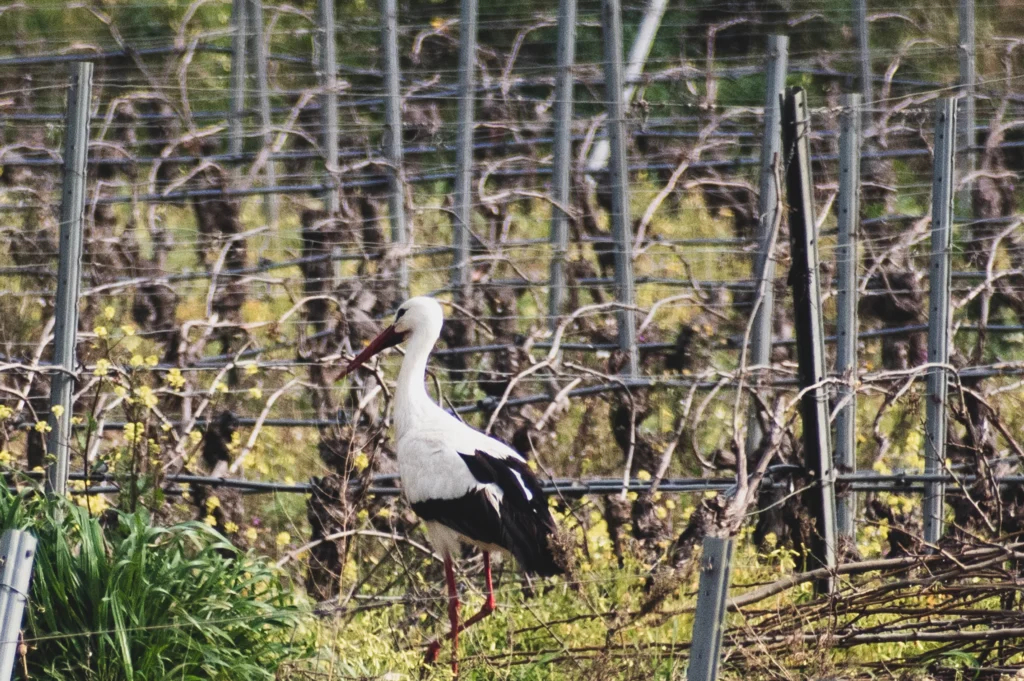 Cicogna bianca in vigneto primaverile