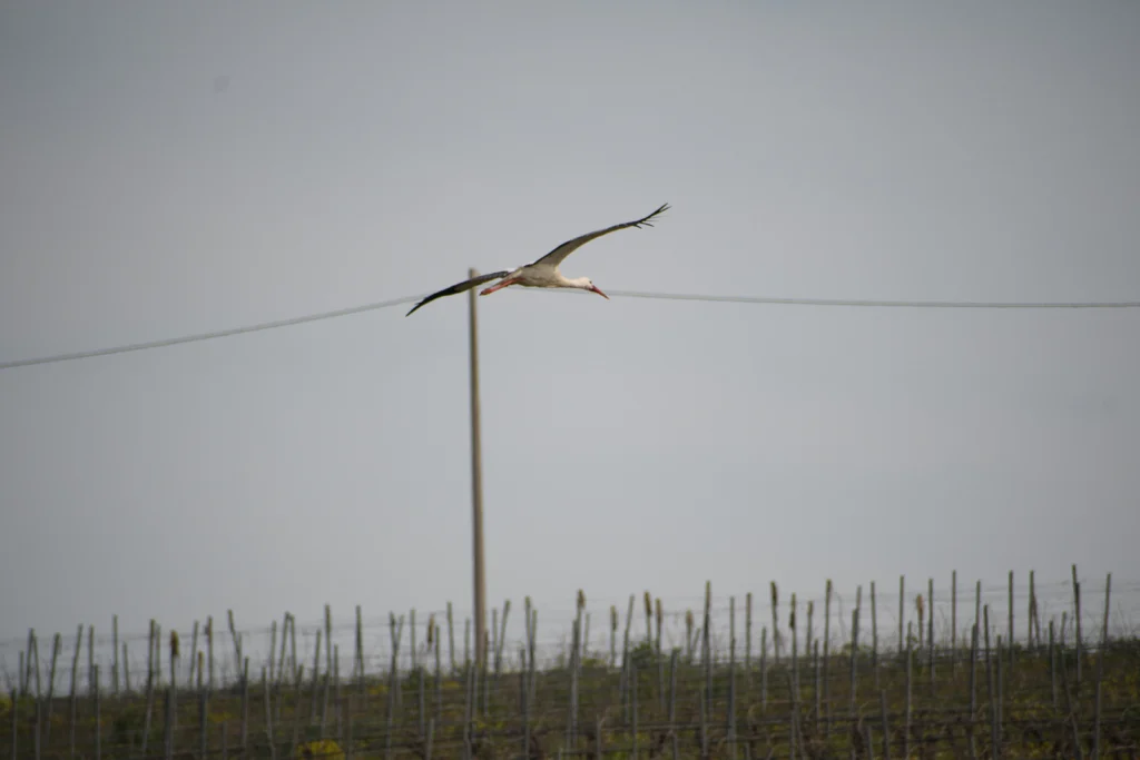 Cicogna in volo sopra vigneto