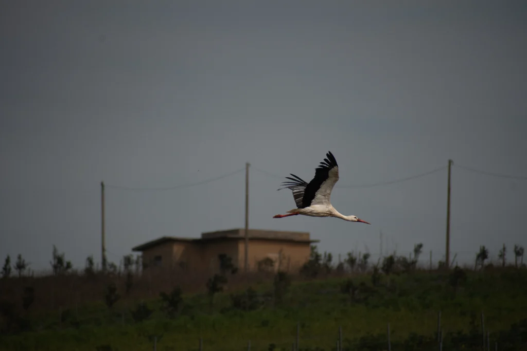 Cicogna in volo su paesaggio rurale