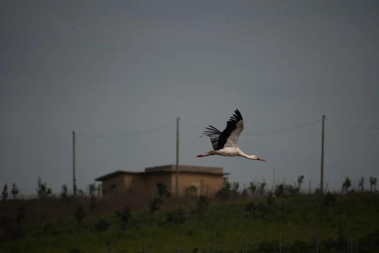Cicogna in volo su paesaggio rurale