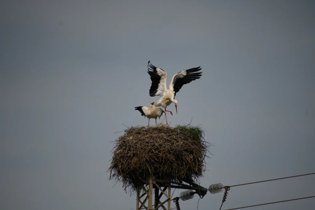Cicogne nel nido sopra palo elettrico