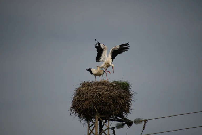 Cicogne nel nido sopra palo elettrico