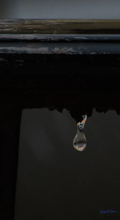 Goccia d'acqua in caduta dal bordo