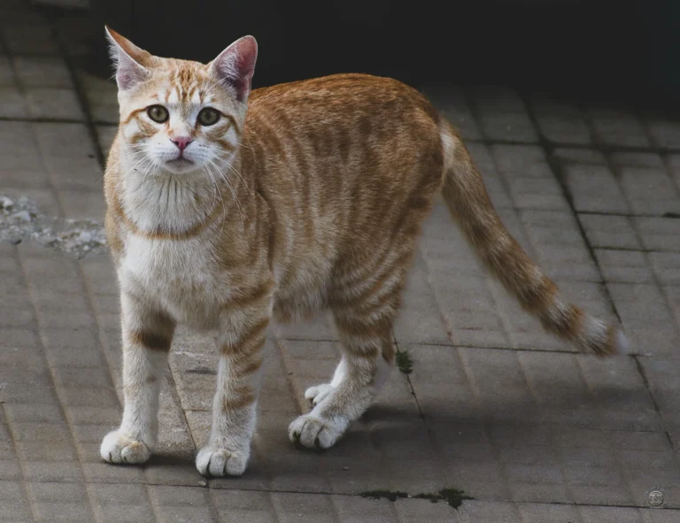Gatto rosso in osservazione