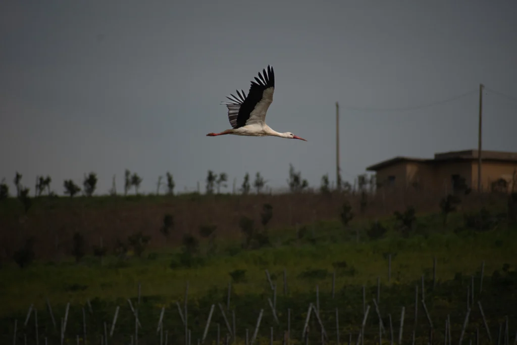 Cicogna in volo su campagna
