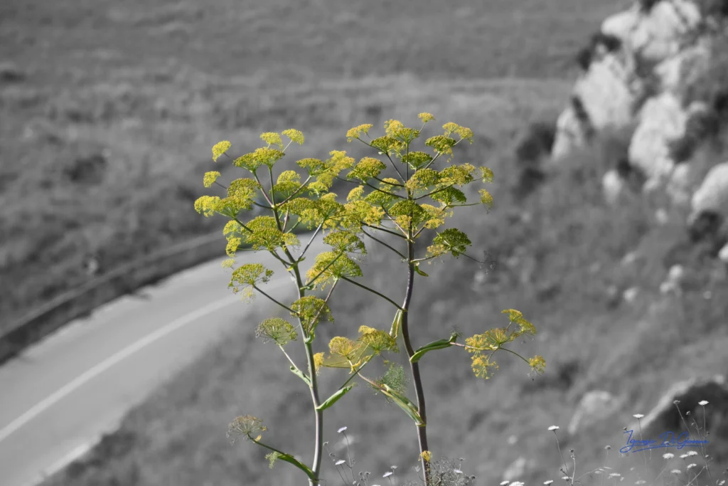 Fiore giallo in controluce selettivo