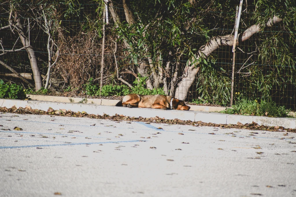 Cane disteso vicino a recinto e alberi
