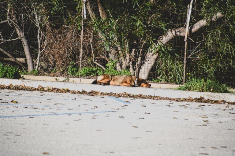 Cane disteso vicino a recinto e alberi