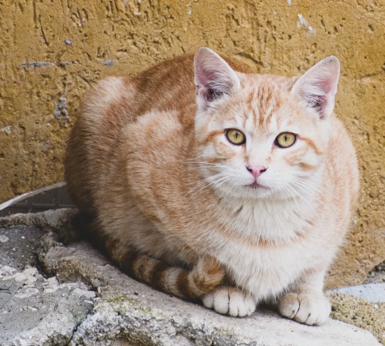 Gatto rosso in posa statica