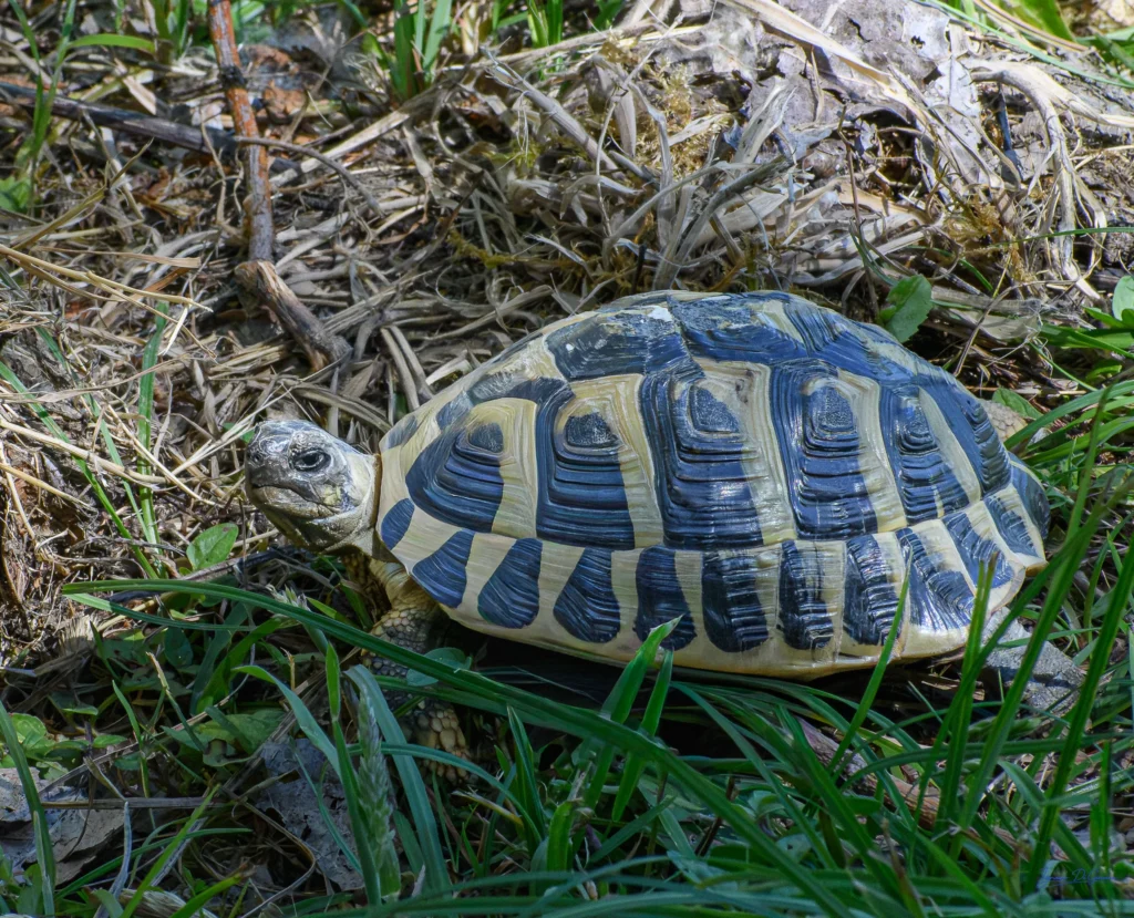 Testuggine tra l'erba naturale