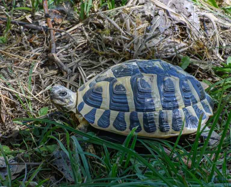 Testuggine tra l'erba naturale