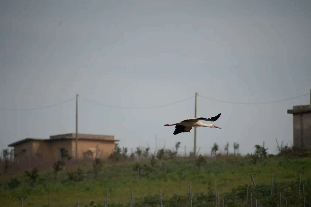 Cicogna in volo sopra la campagna