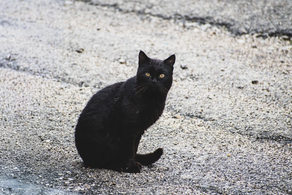 Gatto nero su manto stradale ruvido